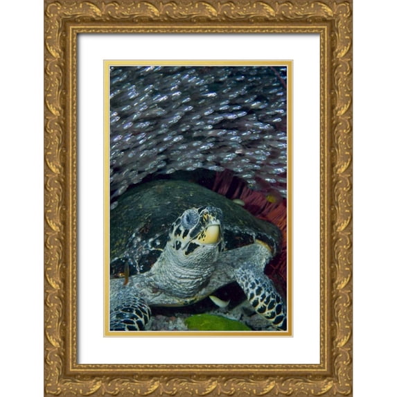 Shimlock, Jones 23x32 Gold Ornate Wood Framed with Double Matting Museum Art Print Titled - Indonesia Glassfish swim with a hawksbill turtle