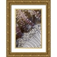 thumbnail image 1 of Shimlock, Jones 23x32 Gold Ornate Wood Framed with Double Matting Museum Art Print Titled - Indonesia, Ringed tentacles of an anemone, 1 of 4