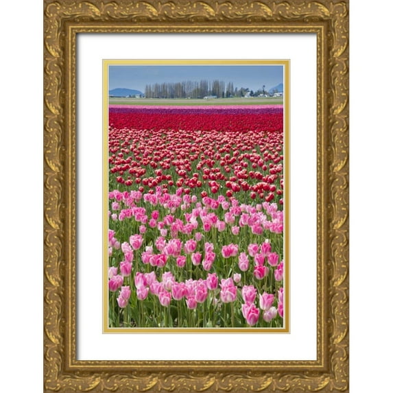 Shimlock, Jones 23x32 Gold Ornate Wood Framed with Double Matting Museum Art Print Titled - USA, Washington Field of multicolored tulips