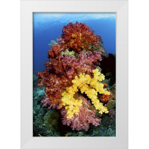 Shimlock, Jones 23x32 White Modern Wood Framed Museum Art Print Titled - Corals on reef, Irian Jaya, West Papua, Indonesia