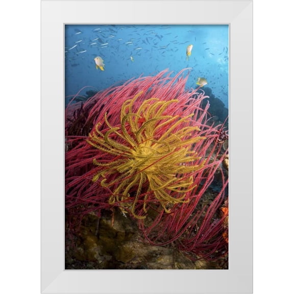 Shimlock, Jones 23x32 White Modern Wood Framed Museum Art Print Titled - Indonesia, Pisang Islands Feather star crinoids