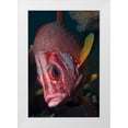 thumbnail image 1 of Shimlock, Jones 23x32 White Modern Wood Framed Museum Art Print Titled - Indonesia, Raja Ampat Close-up of squirrelfish, 1 of 4