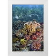 thumbnail image 1 of Shimlock, Jones 23x32 White Modern Wood Framed Museum Art Print Titled - Indonesia, Raja Ampat Underwater fish and coral, 1 of 4