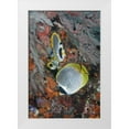 thumbnail image 1 of Shimlock, Jones 23x32 White Modern Wood Framed Museum Art Print Titled - Indonesia, Raja Ampat Underwater fish and coral, 1 of 4