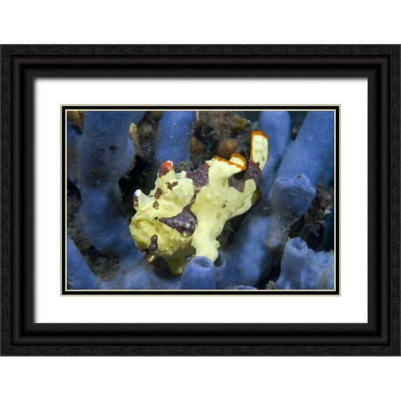 Shimlock, Jones 24x17 Black Ornate Wood Framed with Double Matting Museum Art Print Titled - Indonesia, Lembeh Straits Anglerfish awaits prey