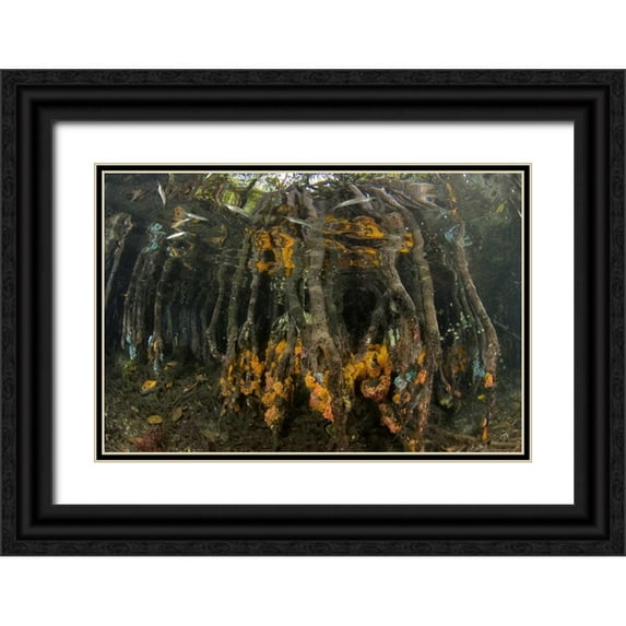 Shimlock, Jones 24x17 Black Ornate Wood Framed with Double Matting Museum Art Print Titled - Indonesia, Misool Islands Coral on mangroves
