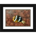 thumbnail image 1 of Shimlock, Jones 24x17 Black Ornate Wood Framed with Double Matting Museum Art Print Titled - Indonesia, Papua Anemonefish in an anemone, 1 of 4
