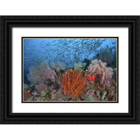 Shimlock, Jones 24x17 Black Ornate Wood Framed with Double Matting Museum Art Print Titled - Indonesia, Papua, SE Misool Fish and coral