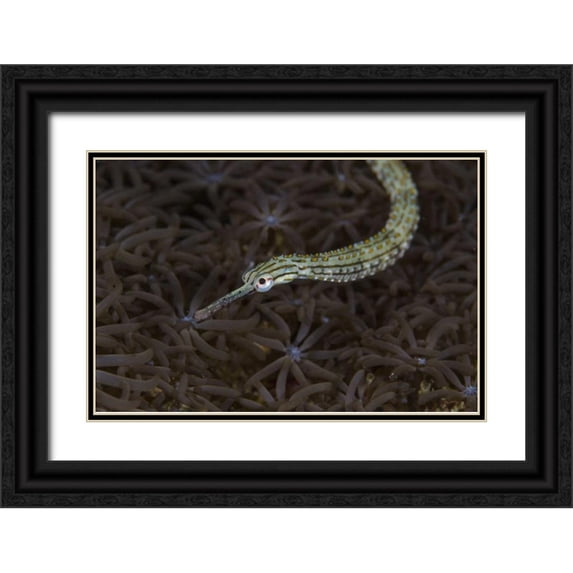 Shimlock, Jones 24x17 Black Ornate Wood Framed with Double Matting Museum Art Print Titled - Indonesia, Sulawesi, Pipefish swimming over coral