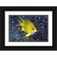 thumbnail image 1 of Shimlock, Jones 24x17 Black Ornate Wood Framed with Double Matting Museum Art Print Titled - Yellow damselfish, West Papua, Indonesia, 1 of 4
