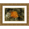 thumbnail image 1 of Shimlock, Jones 24x17 Gold Ornate Wood Framed with Double Matting Museum Art Print Titled - Indonesia, Lembeh Strait Of juvenile cowfish, 1 of 4
