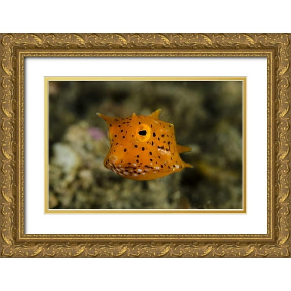Shimlock, Jones 24x17 Gold Ornate Wood Framed with Double Matting Museum Art Print Titled - Indonesia, Lembeh Strait Of juvenile cowfish