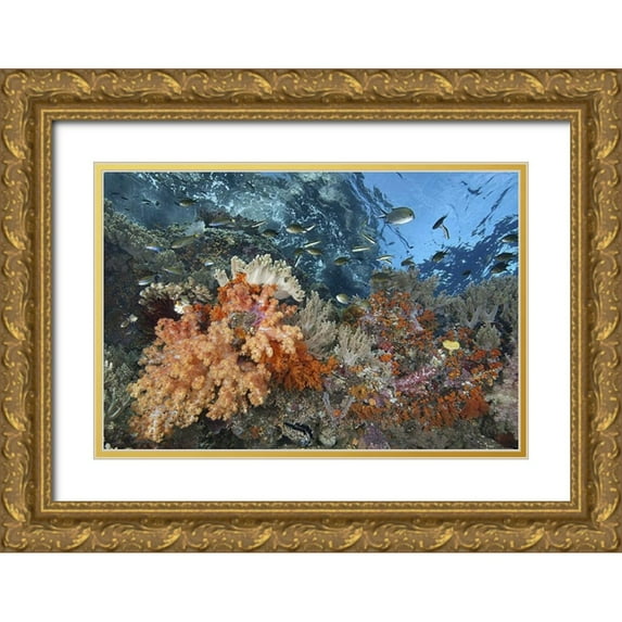 Shimlock, Jones 24x17 Gold Ornate Wood Framed with Double Matting Museum Art Print Titled - Indonesia, Raja Ampat Underwater fish and coral
