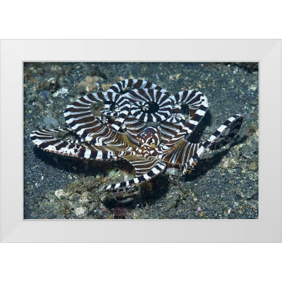 Shimlock, Jones 24x17 White Modern Wood Framed Museum Art Print Titled - Indonesia A wonderpus long-armed octopus