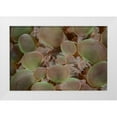 thumbnail image 1 of Shimlock, Jones 24x17 White Modern Wood Framed Museum Art Print Titled - Indonesia, Komodo NP Close-up of hard coral, 1 of 4