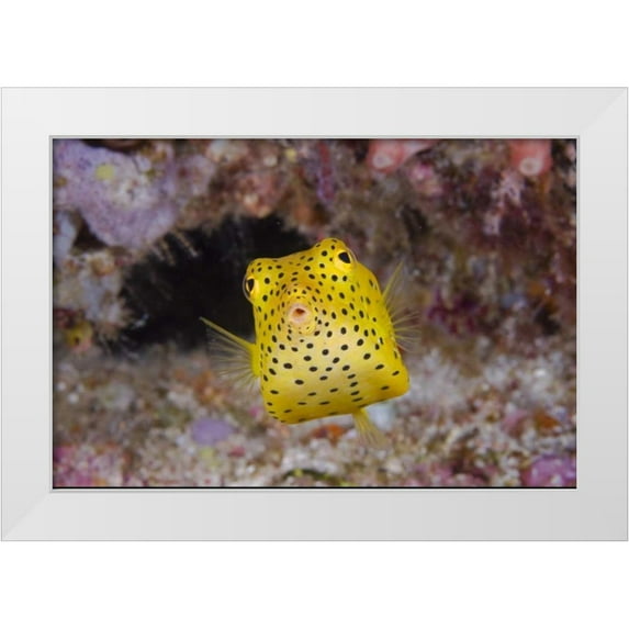 Shimlock, Jones 24x17 White Modern Wood Framed Museum Art Print Titled - Indonesia, Komodo NP Juvenile box fish
