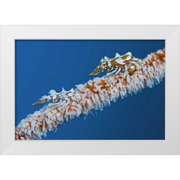 Shimlock, Jones 24x17 White Modern Wood Framed Museum Art Print Titled - Indonesia, Komodo NP Wire coral crabs on coral