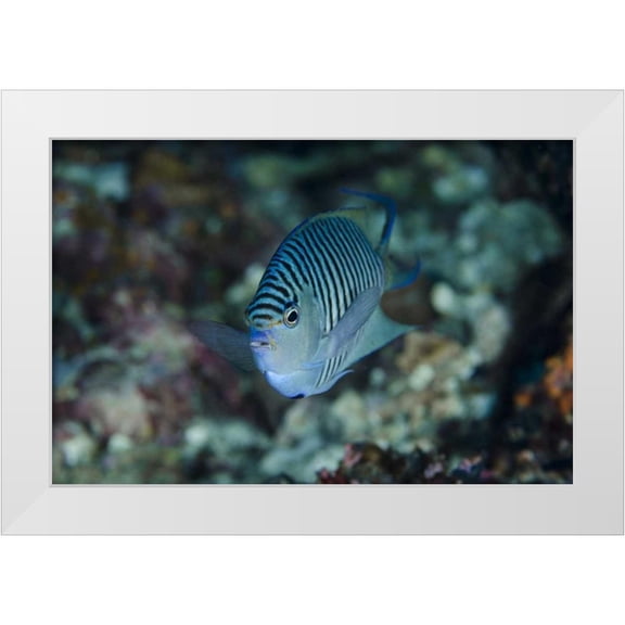 Shimlock, Jones 24x17 White Modern Wood Framed Museum Art Print Titled - Indonesia, Papua, Cenderawasih Bay Angelfish