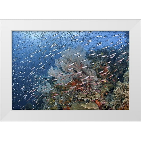 Shimlock, Jones 24x17 White Modern Wood Framed Museum Art Print Titled - Indonesia, Raja Ampat Underwater fish and coral
