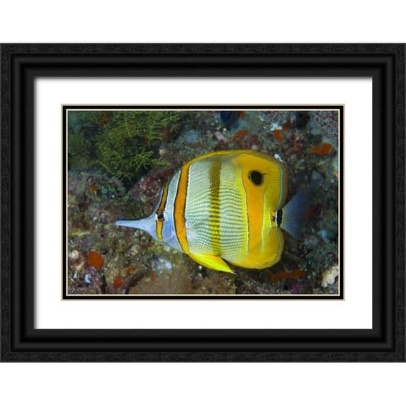 Shimlock, Jones 24x18 Black Ornate Wood Framed with Double Matting Museum Art Print Titled - Indonesia, Raja Ampat Side view Butterflyfish