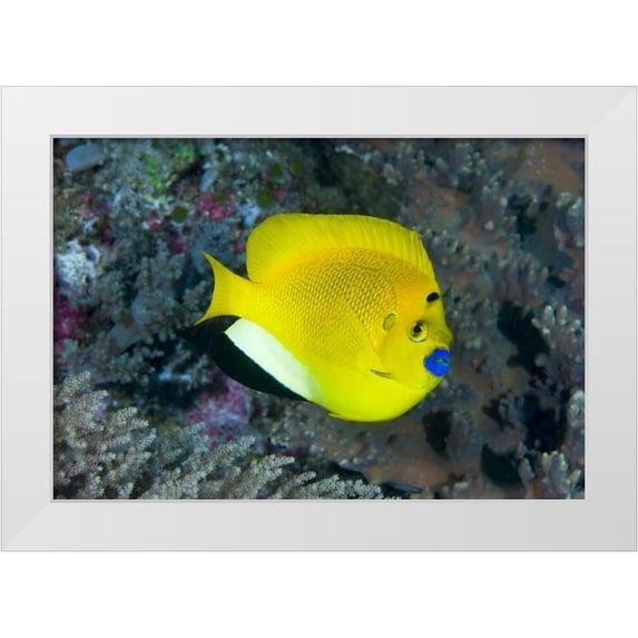 Shimlock, Jones 24x18 White Modern Wood Framed Museum Art Print Titled - Indonesia Three spot angelfish swims amid coral