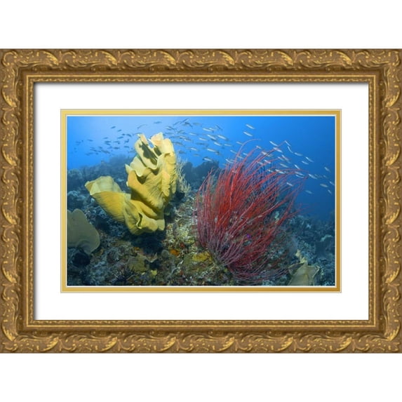 Shimlock, Jones 32x22 Gold Ornate Wood Framed with Double Matting Museum Art Print Titled - Indonesia, Raja Ampat