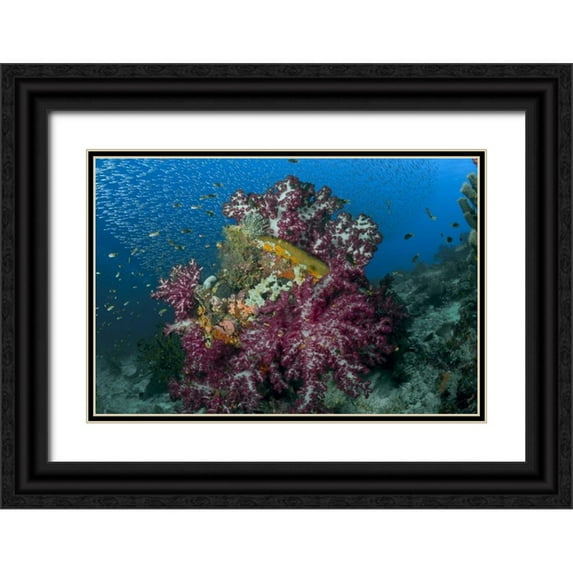 Shimlock, Jones 32x23 Black Ornate Wood Framed with Double Matting Museum Art Print Titled - Indonesia Silverside fish swim past coral reef