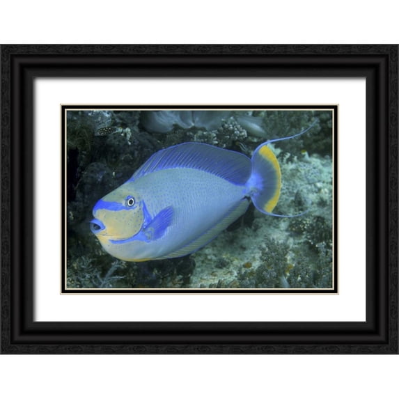 Shimlock, Jones 32x23 Black Ornate Wood Framed with Double Matting Museum Art Print Titled - Surgeonfish, Irian Jaya, West Papua, Indonesia