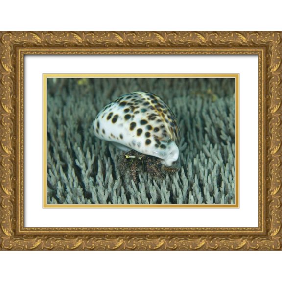 Shimlock, Jones 32x23 Gold Ornate Wood Framed with Double Matting Museum Art Print Titled - Hermit crab amid coral, Papua, Indonesia