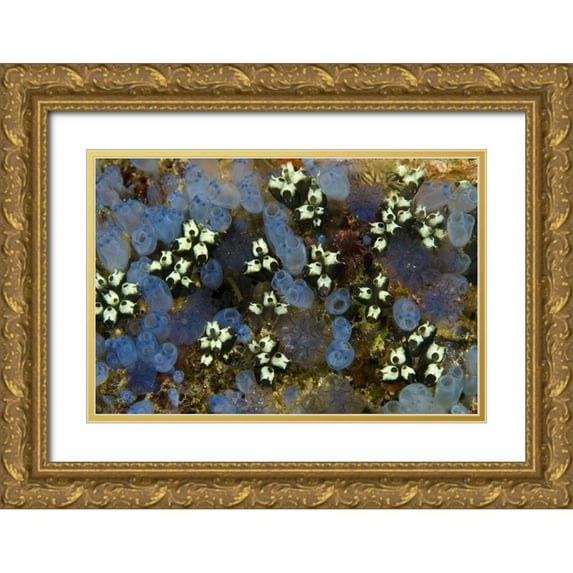 Shimlock, Jones 32x23 Gold Ornate Wood Framed with Double Matting Museum Art Print Titled - Indonesia Bluebell tunicates and marine life