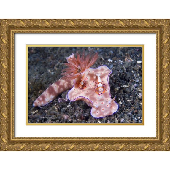 Shimlock, Jones 32x23 Gold Ornate Wood Framed with Double Matting Museum Art Print Titled - Indonesia, Two Coleman shrimp on nudibranch
