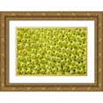 thumbnail image 1 of Shimlock, Jones 32x23 Gold Ornate Wood Framed with Double Matting Museum Art Print Titled - Sea squirt colony, Raja Ampat, Indonesia, 1 of 4