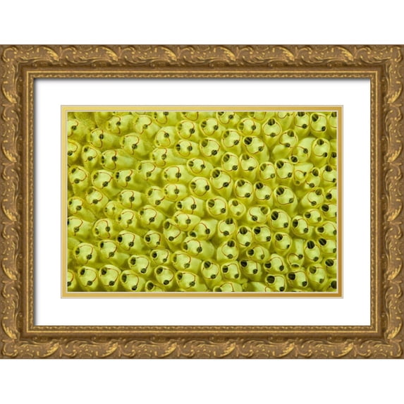 Shimlock, Jones 32x23 Gold Ornate Wood Framed with Double Matting Museum Art Print Titled - Sea squirt colony, Raja Ampat, Indonesia