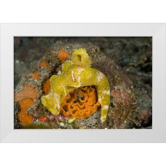Shimlock, Jones 32x23 White Modern Wood Framed Museum Art Print Titled - Indonesia A nudibranch with an imperial shrimp