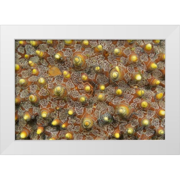 Shimlock, Jones 32x23 White Modern Wood Framed Museum Art Print Titled - Indonesia, Lembeh Straits Tiny brittle stars