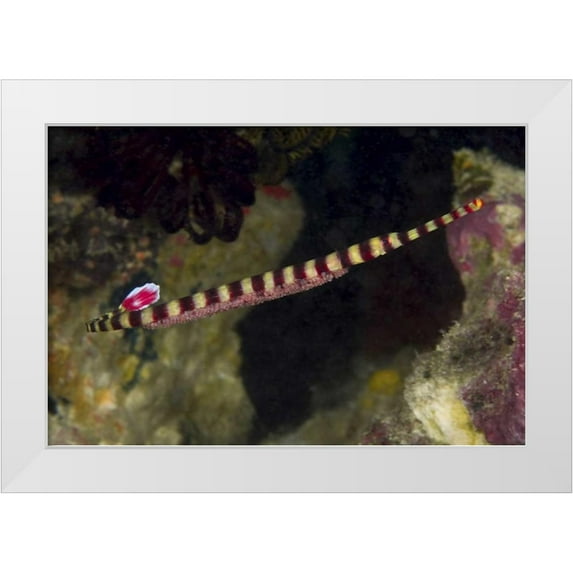 Shimlock, Jones 32x23 White Modern Wood Framed Museum Art Print Titled - Indonesia, Papua Male pipefish with eggs