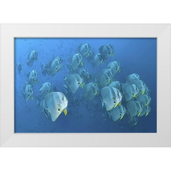Shimlock, Jones 32x23 White Modern Wood Framed Museum Art Print Titled - Indonesia, Papua, Raja Ampat Schooling batfish