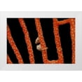 thumbnail image 1 of Shimlock, Jones 32x23 White Modern Wood Framed Museum Art Print Titled - Indonesia, Papua The worlds smallest seahorse, 1 of 4
