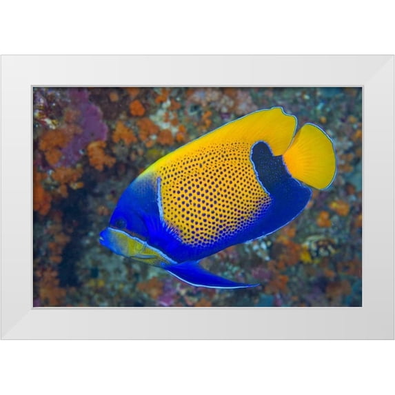 Shimlock, Jones 32x23 White Modern Wood Framed Museum Art Print Titled - Indonesia, Raja Ampat Blue-girdled angelfish