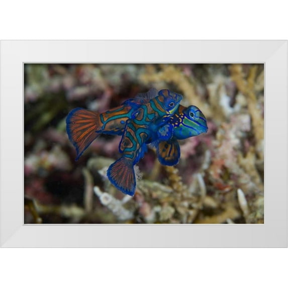 Shimlock, Jones 32x23 White Modern Wood Framed Museum Art Print Titled - Indonesia, Sulawesi Island Mandarinfish mating