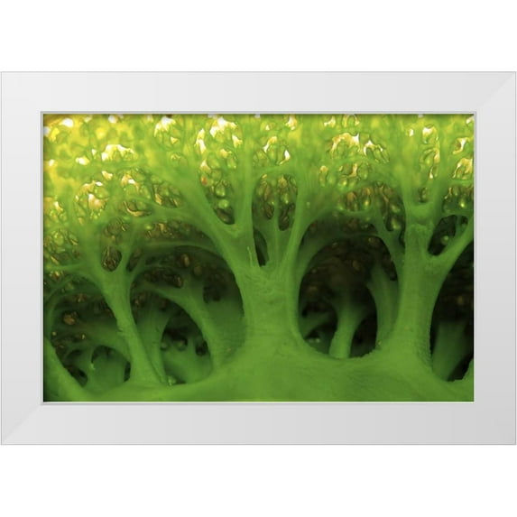 Shimlock, Jones 32x23 White Modern Wood Framed Museum Art Print Titled - Large sea squirt, Buyat, Sulawesi, Indonesia