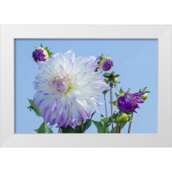 Shimlock, Jones 32x23 White Modern Wood Framed Museum Art Print Titled - Washington Detail of dahlia flowers against sky