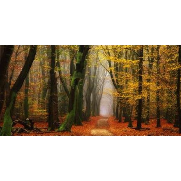 Shimmer Canvas Art - Lars Van de Goor (10 x 20)