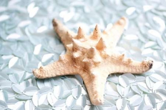 Shimmer Shells II Canvas Art - Susan Bryant (20 x 28)