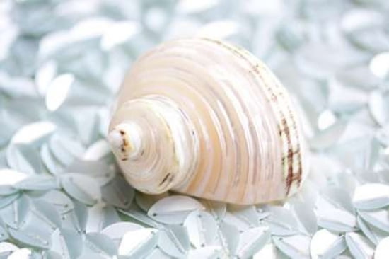 Shimmer Shells IV Canvas Art - Susan Bryant (20 x 28)