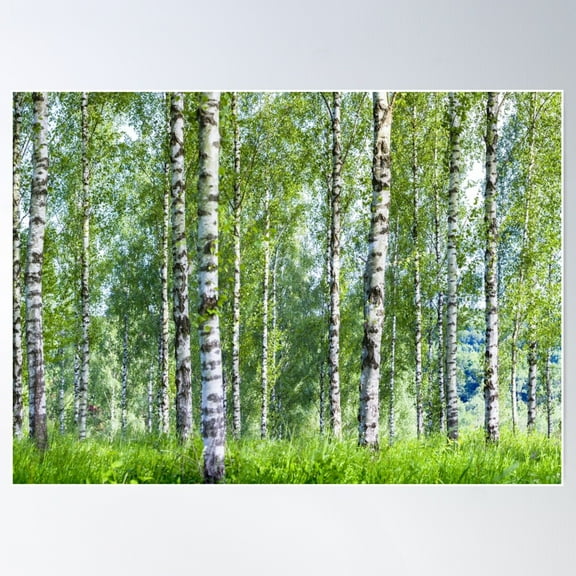 Shimmering Silver Birch Trees Poster Wall Art, Modern Wall Decor For Living Room Bedroom, 8x12 UNFRAMED