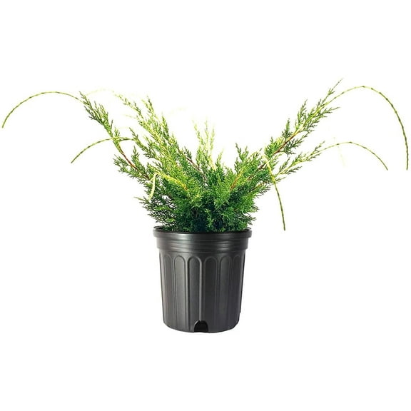 Shimpaku Juniper  1 Large Gallon Size Tree  Pre-Bonsai Juniperus Chinensis Plants  Symbol of Harmony Balance Meditation and Peace