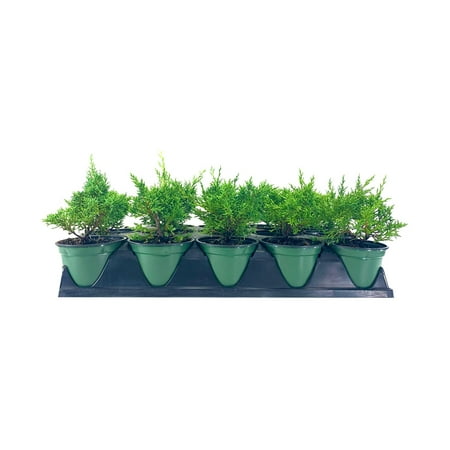 Shimpaku Juniper 1 Live 4 Inch Pot Pre-Bonsai Juniperus Chinensis Plants Symbol of Harmony Balance Meditation and Peace