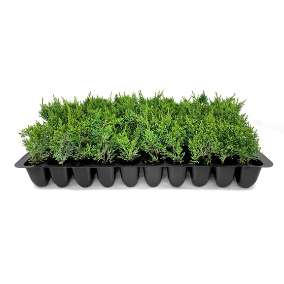 Shimpaku Juniper  10 Live Plants  Juniperus Chinensis  Evergreen Bonsai Specimen for Indoor & Outdoor Landscapes  Hardy Dwarf Plants