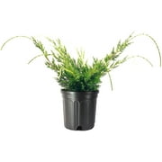 Shimpaku Juniper 2 Large Gallon Size Trees Pre-Bonsai Juniperus Chinensis Plants Symbol of Harmony Balance Meditation and Peace